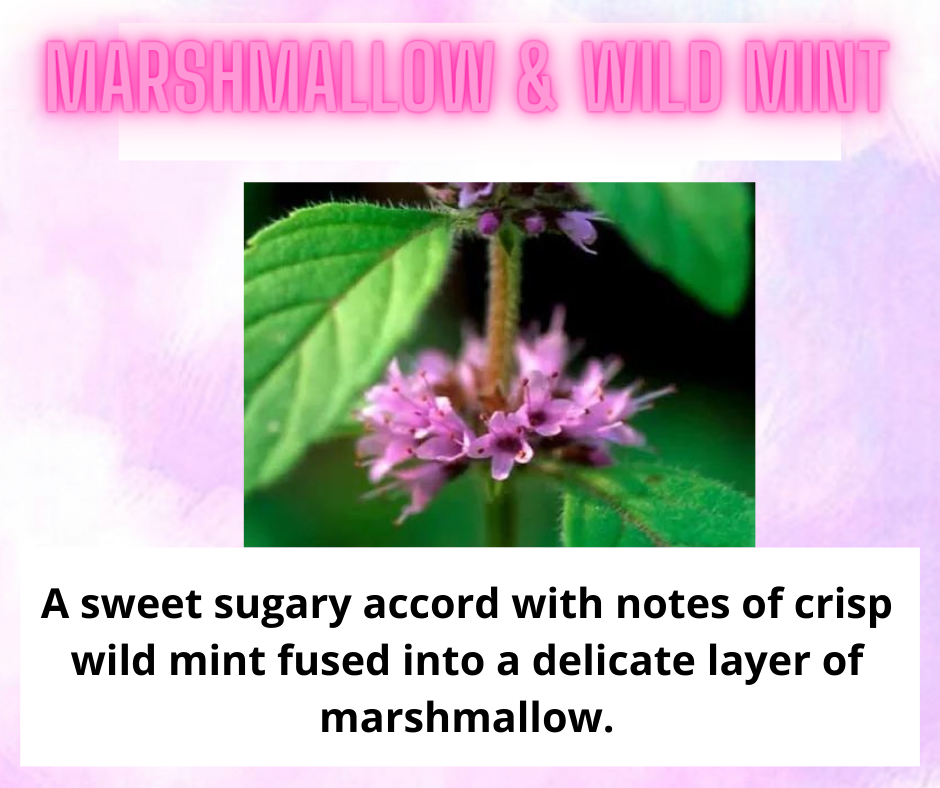 Car Freshener ~ Sweet & Fruity Scents