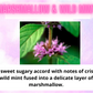 Car Freshener ~ Sweet & Fruity Scents