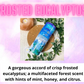 Snow Wax - Laundry & Fresh Scents